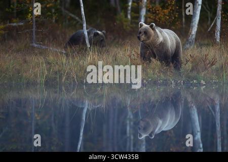 Zwei Braunbären (Ursus arctos) stehen in der Abenddämmerung am Rand eines ruhigen Waldsees, deren Reflexionen deutlich sichtbar auf der Wasseroberfläche sind. Stockfoto