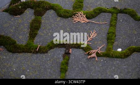Nahaufnahme von grauen Pflastersteinen mit grünem Moos in den Lücken. Natürliche Textur kombiniert urbane und organische Elemente und symbolisiert Zeit, Altern und Stockfoto
