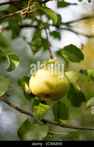 Nahaufnahme einer Reifen Birne, die an einem Baumzweig hängt, umgeben von grünen Blättern, beleuchtet von Sonnenlicht im Sommer, Natur Stockfoto