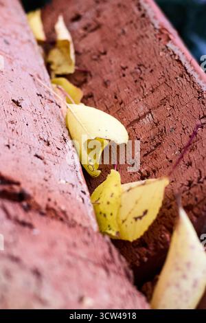 Nahaufnahme der gelben Herbstblätter, die zwischen roten Ziegeln eingeschlossen sind, und die Schönheit des Übergangs der Natur in einer rustikalen, strukturierten Umgebung einfangen Stockfoto