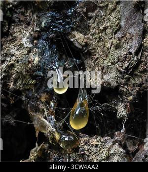 Nahaufnahme von goldenen baumsafttropfen, die aus strukturierter Rinde austreten und den natürlichen Heilungsprozess und die Harzbildung in Bäumen zeigen. Stockfoto