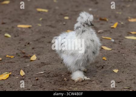 Nancy, Frankreich - Blick auf eine junge Seide in einem Hühnerstall im Pépinière Park in Nancy. Stockfoto
