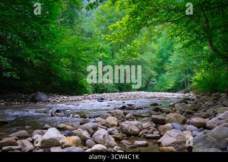 Wasser zwischen Wald und felsigem Ufer. Fluss im Bergwald. Gebirgsfluss fließt durch die grünen Bäume Stockfoto