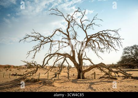 Eine unbefestigte Straße, die sich durch Sanddünen und verstreute Bäume in Namibia schlängelt, zeigt die einzigartige Wüstensavannenlandschaft und die natürliche Schönheit des Landes. Stockfoto