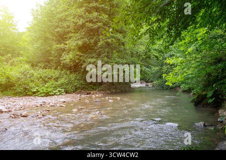 Wasser zwischen Wald und felsigem Ufer. Fluss im Bergwald. Gebirgsfluss fließt durch die grünen Bäume Stockfoto