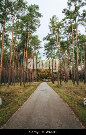 Eine ruhige, gepflasterte Straße schlängelt sich durch einen dichten Wald mit hohen Kiefern auf beiden Seiten. Die Herbstfarben blicken durch das Grün. Stockfoto