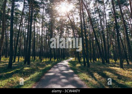 Sonnenlicht zieht durch hohe Bäume auf einem friedlichen Pfad in einem ruhigen Wald. Die Szene fängt die Ruhe und die Schönheit der Outdoor-Erkundung ein. Stockfoto