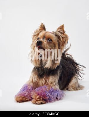 Ein Yorkshire Terrier liegt auf weißem Hintergrund mit lila gefärbtem Fell an den Beinen und sorgt für einen lebendigen Look. Die Studioeinrichtung betont die des Terriers Stockfoto