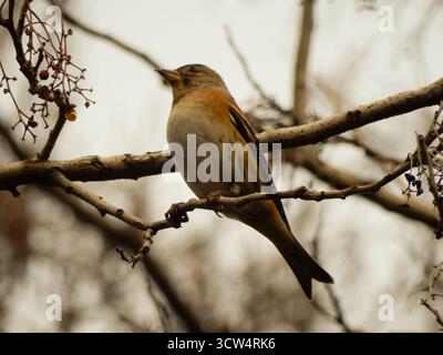 Gemeiner eurasischer Chaffinch, der auf einem Ast sitzt Stockfoto