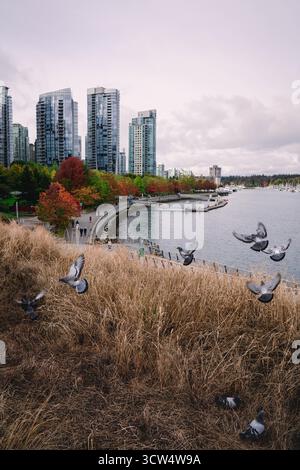 Vögel fliegen über dem Wasser in der Nähe eines Uferweges. Die Skyline der Stadt steht hoch im Hintergrund, mit farbenfrohen Bäumen am Ufer, cre Stockfoto