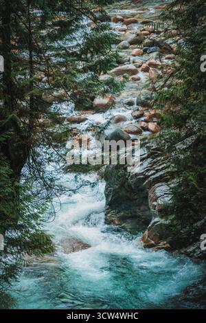 Klares Wasser fließt sanft über Felsen, umgeben von üppig grünen Bäumen. Diese friedliche Szene fängt die natürliche Schönheit eines Waldbaches in einer ruhigen Umgebung ein Stockfoto