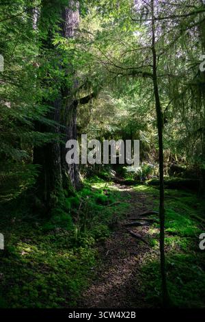 Ein ruhiger Weg führt durch einen üppigen Wald voller hoher Bäume und lebhaftem grünem Moos. Das Sonnenlicht filtert durch das Baldachin und schafft ein friedliches A Stockfoto