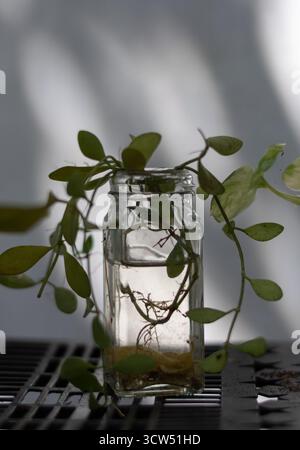 Nahaufnahme einer Zimmerpflanze, die sich im Wasser vermehrt, was die Schönheit der Natur und der Gartenarbeit unterstreicht. Stockfoto