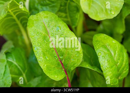 Bio gesunder Rainbow Swiss Chard wächst in einem Garten Stockfoto