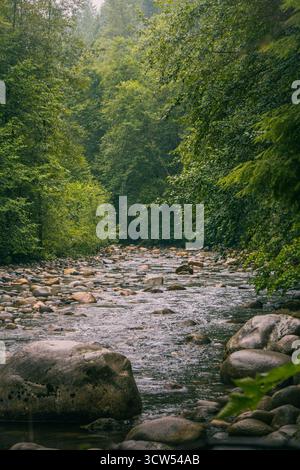 Ein ruhiger Fluss schlängelt sich durch einen dichten Wald, mit glatten Steinen, die an seinen Ufern verstreut sind. Die leuchtend grünen Blätter sorgen für eine friedliche Atmosphäre in t Stockfoto