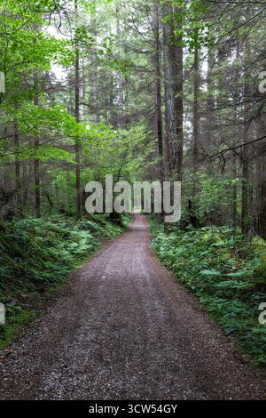 Ein friedlicher Schotterweg schlängelt sich durch einen üppig grünen Wald. Hohe Bäume säumen die Seiten und schaffen eine ruhige Atmosphäre für Spaziergänge oder Radtouren an einem ruhigen Tag. Stockfoto
