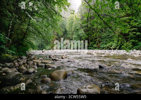 Ein ruhiger Fluss schlängelt sich durch einen lebendigen grünen Wald mit glatten Steinen am Ufer. Nebel schwebt darüber und schafft eine friedliche, ruhige Atmosphäre Stockfoto