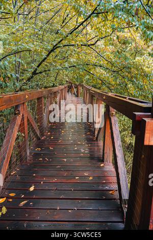 Hölzerner Brückenweg in einem üppigen Wald nach Regen, bedeckt mit Herbstlaub. Friedliches Reise- und Naturforschungskonzept. Stockfoto