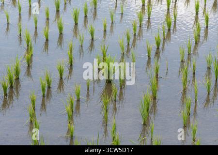 Ein Bündel Reissämlinge hebt sich unter den kleineren auf einem balinesischen Reisfeld hervor und symbolisiert den Beginn der Pflanzsaison. Stockfoto