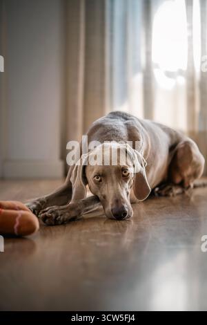 Nahaufnahme eines eleganten Weimaranerhundes, der drinnen auf einem Holzboden mit einem Spielzeug in der Nähe liegt und aufmerksam auf die Kamera blickt Stockfoto