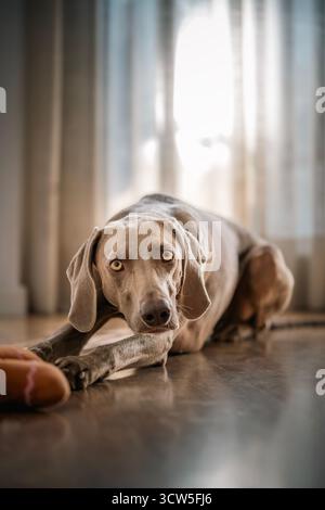 Intensives Nahaufnahme-Porträt eines wunderschönen grauen Weimaranerhundes, der in einer Spielbogenposition auf einem polierten Holzboden im Innenbereich mit hinterleuchtetem Fenster liegt Stockfoto