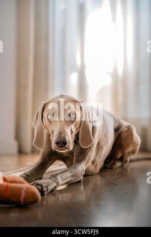 Wunderschönes vertikales Porträt eines Weimaraners in verspielter Pose auf einem polierten Holzboden mit Plüschtier und hellem Hintergrund Stockfoto