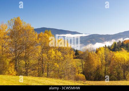 Herbstliche Bäume sonnen sich im Sonnenlicht vor dem Hintergrund sanfter Hügel und heiterer Wolken am Himmel und schaffen eine malerische Landschaft. Nordwestlich von SL Stockfoto