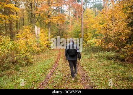 Nordic man spaziert im Herbstwald und genießt die Ruhe in der Natur. Mensch und Natur, Freizeit im Wald Stockfoto