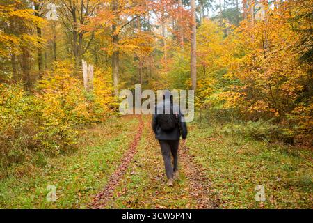 Nordic man spaziert im Herbstwald und genießt die Ruhe in der Natur. Mensch und Natur, Freizeit im Wald Stockfoto