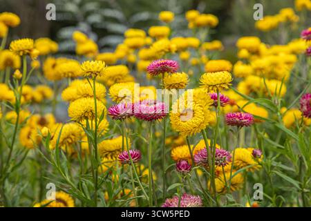 Eine Fülle von Xerochrysum, allgemein bekannt als strawflowers, die an einem Sommertag blühen Stockfoto
