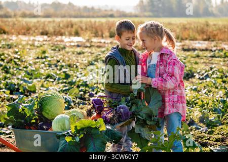 Zwillinge interagieren mit einer Schubkarre mit frischem Gemüse auf einem Feld. Stockfoto