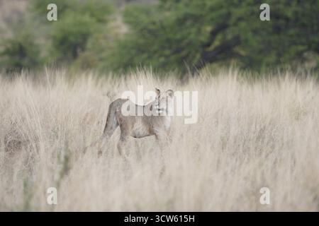 Weiblicher Löwe in der Wildnis Stockfoto
