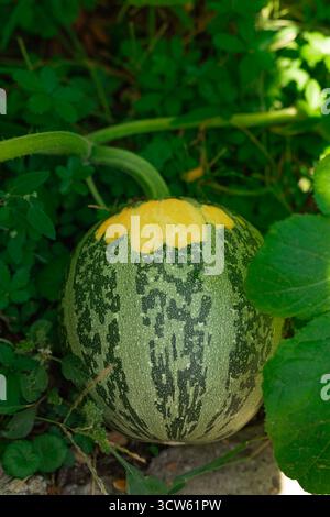 Frische Wassermelone reift auf der Weinrebe in einem sonnigen Garten Stockfoto
