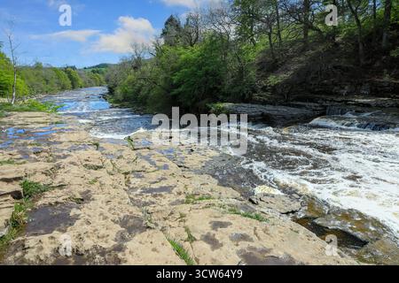 Aysgarth Falls, Middle Falls, Aysgarth, Leyburn, Yorkshire, England, Großbritannien Stockfoto