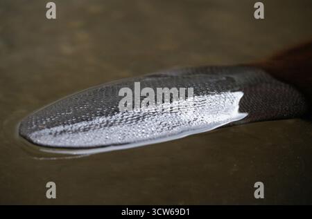 Biberschwanz (Castor Fiber) Stockfoto