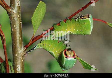 Puss Moth (Cerura vinula), caterpillar, Hessen, Deutschland Stockfoto