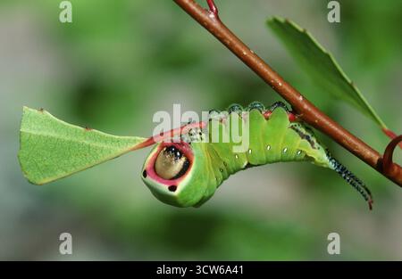 Puss Moth (Cerura vinula), caterpillar, Hessen, Deutschland Stockfoto