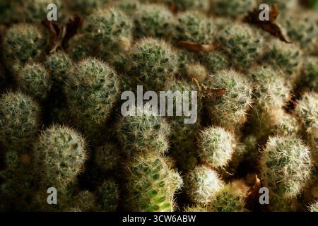 Vollbild-Nahaufnahme auf Mammillaria-Kakteen. Stockfoto