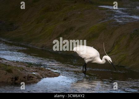 Kleiner Egret, der in Feuchtgebieten nach Nahrung sucht Stockfoto