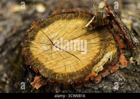 Baumstamm mit sichtbaren Jahresringen und gerissener, trockener Holzstruktur schneiden. Hochwertige Fotos Stockfoto