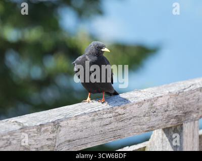 alpenkraut, Pyrrhocorax graculus, mit glänzendem schwarzem Gefieder, gelbem Schnabel und roten Beinen, fotografiert in den Alpen. Nahaufnahme. Stockfoto