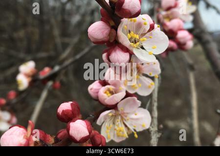 Aprikosenblüten im frühen Frühjahr, zarte rosa und weiße Blüten blühen vor einem verschwommenen Hintergrund Stockfoto