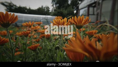 Das „Field of Orange“ blüht unter dramatischem Himmel Stockfoto