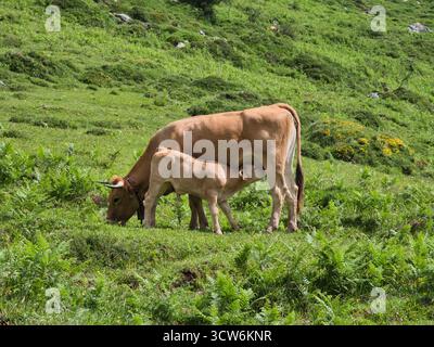 Kuh und Kalb stillen auf grüner Wiese - Braunes Kuh und ihr Kalb saugen auf einer steilen, üppig grünen Wiese, umgeben von Farnen und Gras in einem Berg Stockfoto