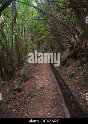 Madeira Levada Trail durch üppigen Wald - malerischer Wanderweg entlang eines traditionellen Levada Bewässerungskanals, der sich durch einen lebhaften, sonnendurchfluteten Wald schlängelt Stockfoto