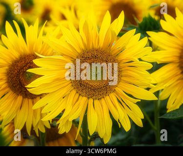 Sonnenblume in Nahaufnahme Stockfoto