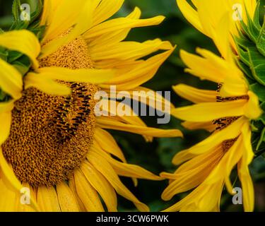 Sonnenblumen Kopf an Kopf Stockfoto