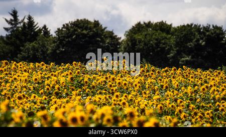 Sonnenblumenfeld mit Bäumen und Himmel Stockfoto