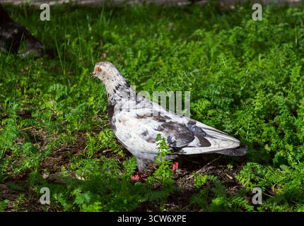 Taube, die auf üppigem grünem Gras läuft Stockfoto