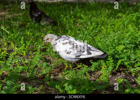 Taube, die auf üppigem grünem Gras läuft Stockfoto